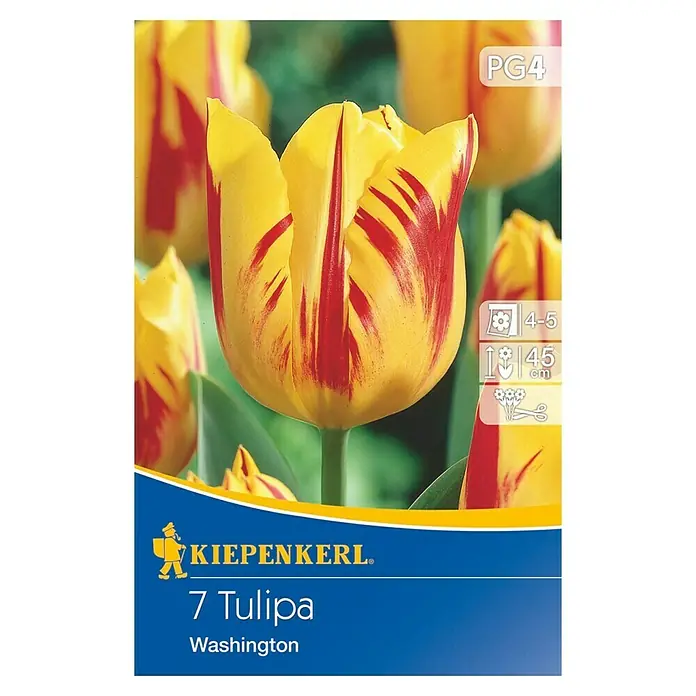 Kiepenkerl Frühlingsblumenzwiebeln Triumphtulpe Washington - Tulipa x hybrida, 7 Stk. - Vorderansicht