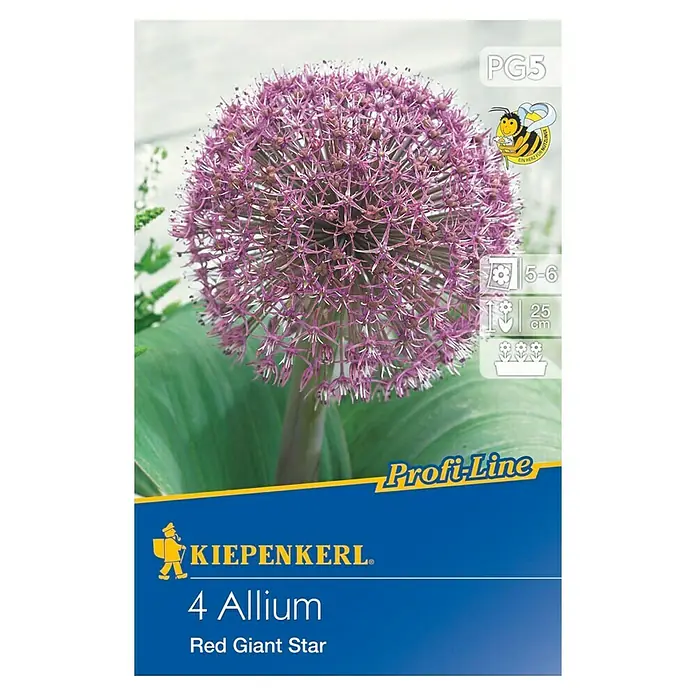 Kiepenkerl Sommerblumenzwiebeln Zierlauch Red Giant Star - Allium x hybrida, 4 Stk. - Vorderansicht