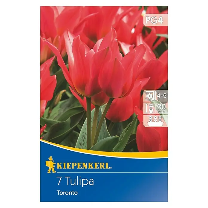 Kiepenkerl Frühlingsblumenzwiebeln Greigii-Tulpe Toronto - Tulipa greigii, 7 Stk. - Vorderansicht
