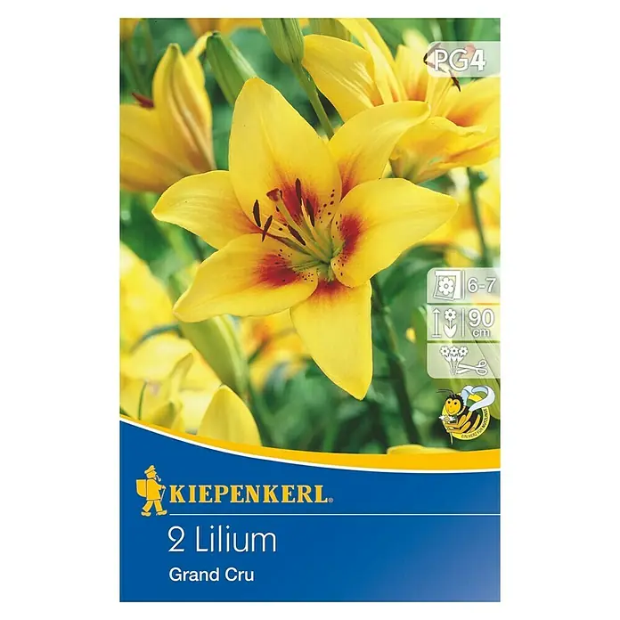 Kiepenkerl Sommerblumenzwiebeln Asiatische Lilie 'Grand Cru' - Lilium x hybrida, 2 Stk. - Vorderansicht