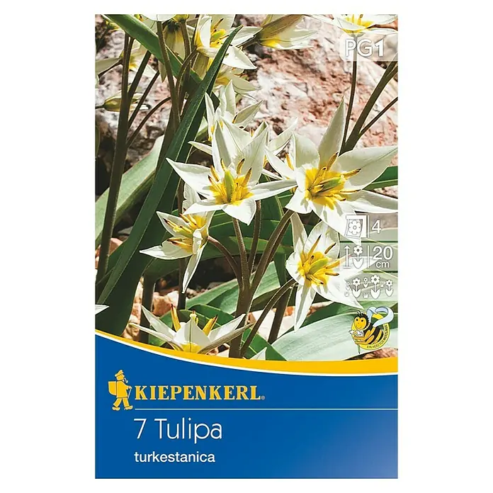 Kiepenkerl Frühlingsblumenzwiebeln Wildtulpe turkestanica - Tulipa turkestanica, 7 Stk. - Vorderansicht