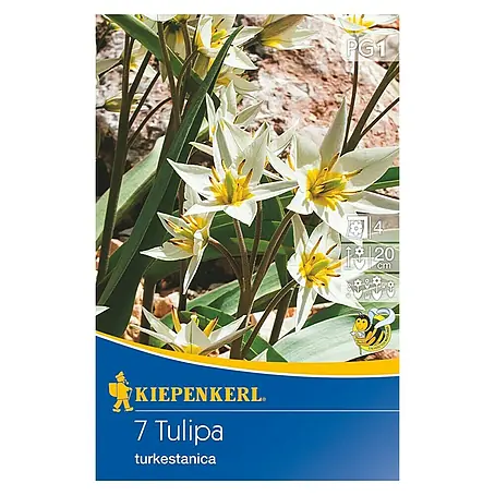 Kiepenkerl  Frühlingsblumenzwiebeln Wildtulpe turkestanica