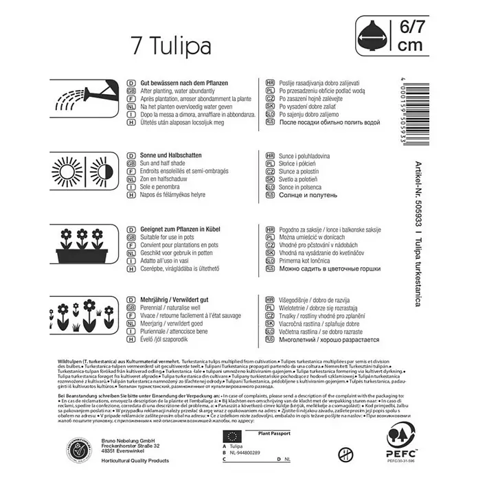 Kiepenkerl Frühlingsblumenzwiebeln Wildtulpe turkestanica - Tulipa turkestanica, 7 Stk. - Rückansicht