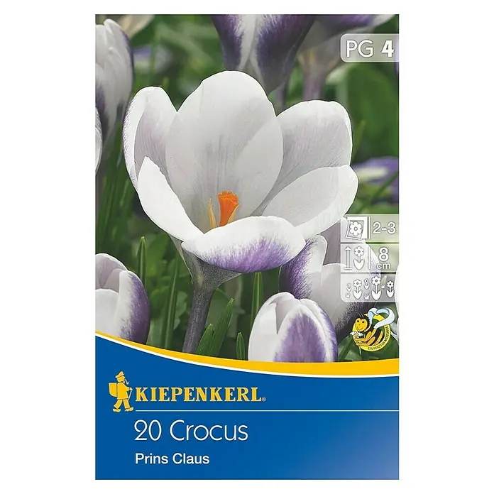 Kiepenkerl Frühlingsblumenzwiebeln Crocus Prins Claus - Crocus chrysanthus, 20 Stk. - Vorderansicht