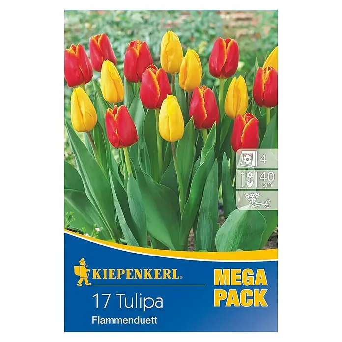 Kiepenkerl Frühlingsblumenzwiebeln Mega-Pack - Tulipa 'Flammenduett', Rot/Gelb, Flammenduett, 17 Stk. - Vorderansicht