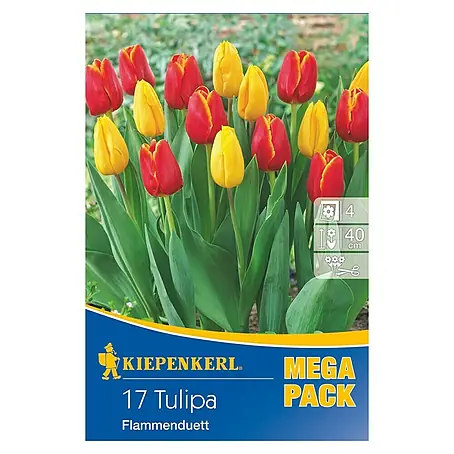 Kiepenkerl  Frühlingsblumenzwiebeln Mega-Pack