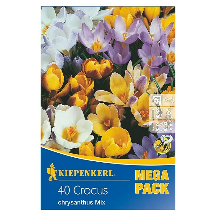 Kiepenkerl Frühlingsblumenzwiebeln Mega-Pack Wildkrokusmischung - Crocus chrysanthus, 40 Stk. - Vorderansicht