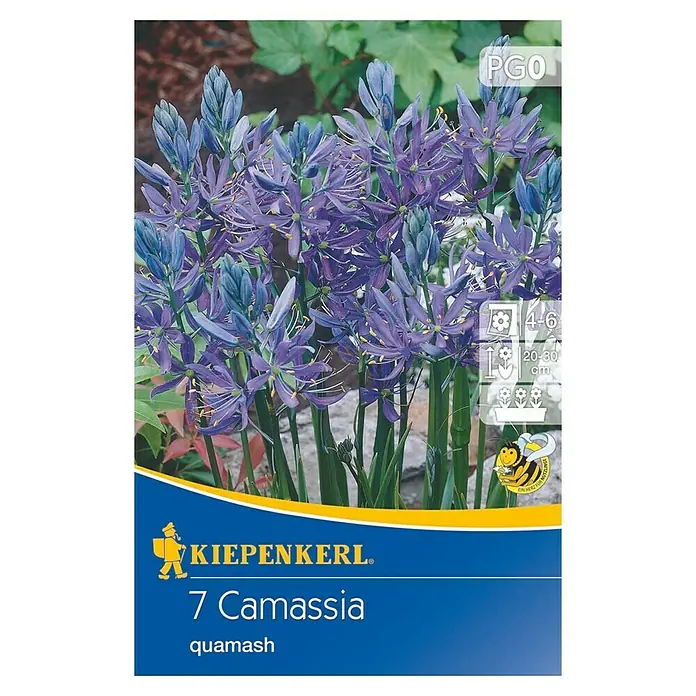 Kiepenkerl Frühlingsblumenzwiebeln Prärielilie - Camassia quamash, 7 Stk. - Vorderansicht