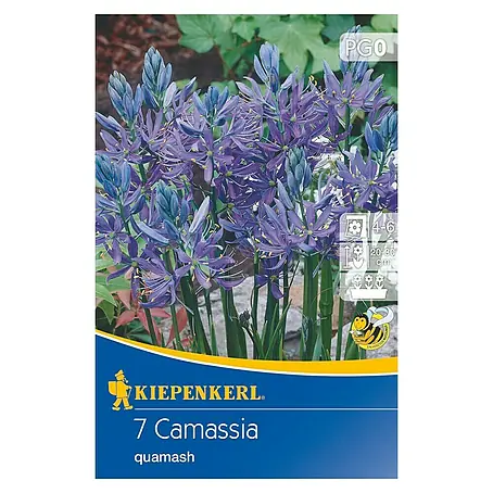 Kiepenkerl  Frühlingsblumenzwiebeln Prärielilie