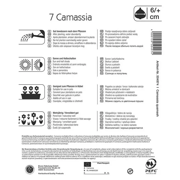 Kiepenkerl Frühlingsblumenzwiebeln Prärielilie - Camassia quamash, 7 Stk. - Rückansicht