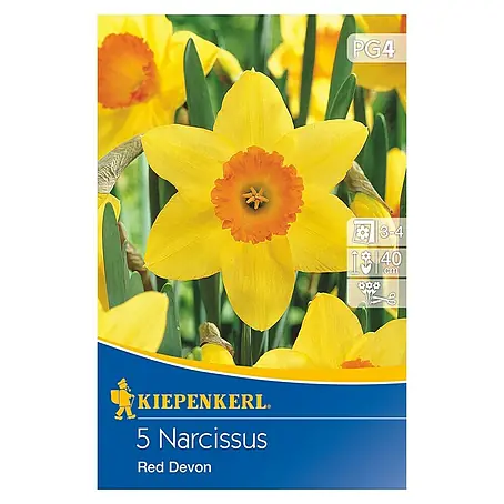 Kiepenkerl  Herbstblumenzwiebeln Trompetennarzisse Red Devon