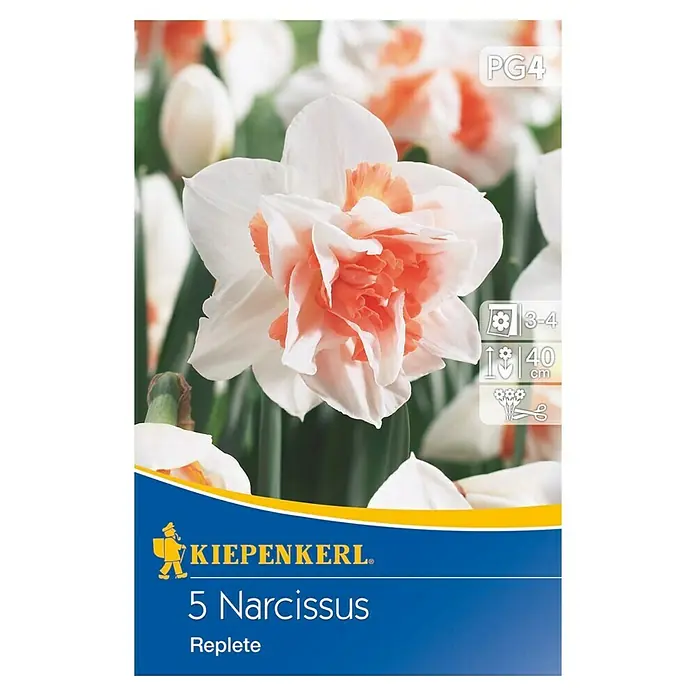 Kiepenkerl Frühlingsblumenzwiebeln Gefüllte Narzisse Replete - Narcissus pseudonarcissus, 5 Stk. - Vorderansicht