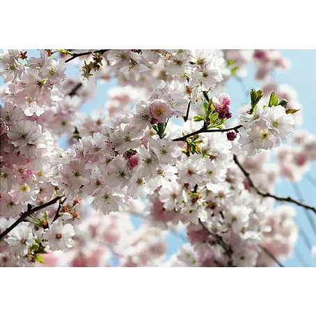 Komar Imagine Edition 3 - Stories Foto tapeta Spring