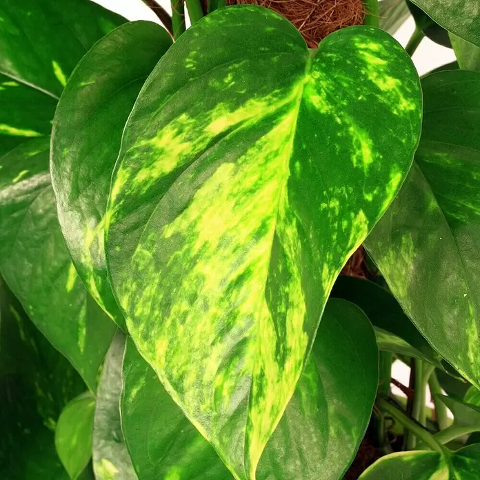 Piardino Efeutute - Epipremnum aureum, Topfgröße: 17 cm, Gelb/Grün - Detailaufnahme