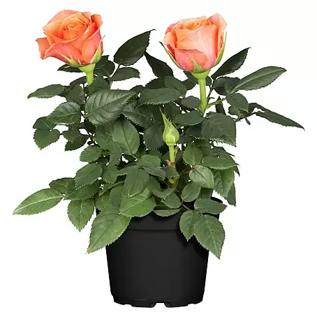 Rosa híbrida