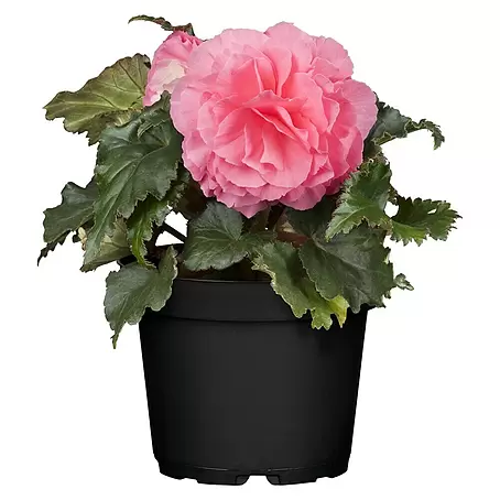 Piardino  Begonia