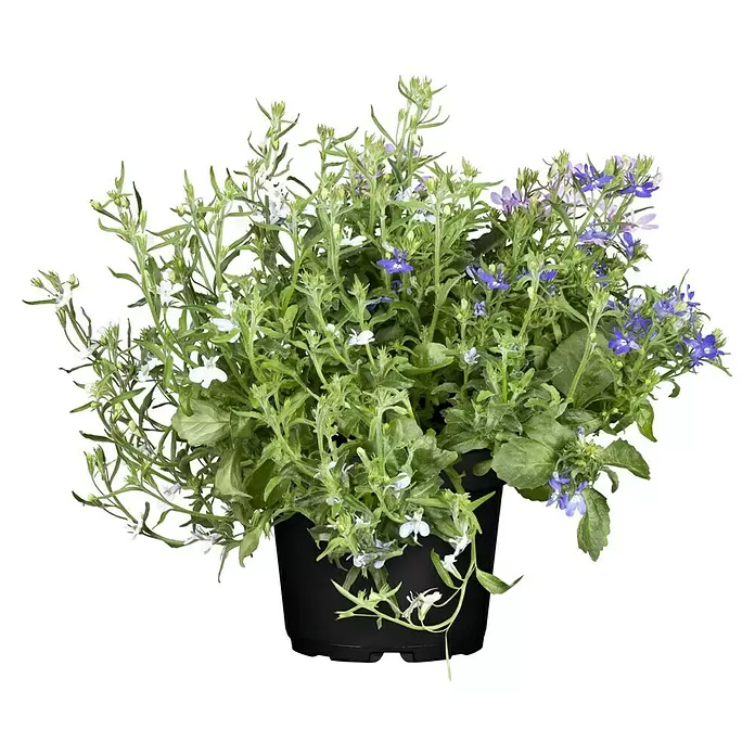 Piardino Lobelia - Lobelia richardii, Tamaño de maceta: 13 cm, Azul - Vista frontal
