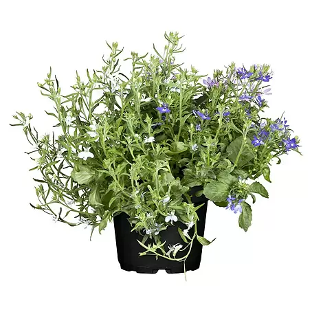 Piardino  Lobelia