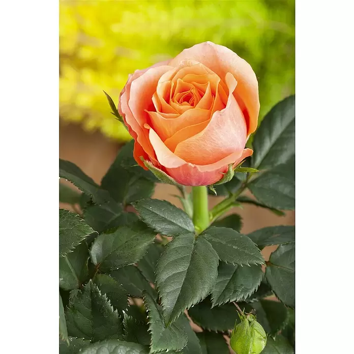 Piardino Mini Rosa - Rosa Mini, Tamaño de maceta: 6 cm - Primer plano