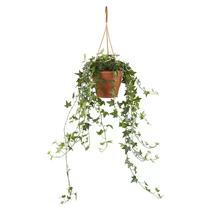 Piardino Efeu Ampel - Hedera helix, Topfgröße: 18 cm - Vorderansicht