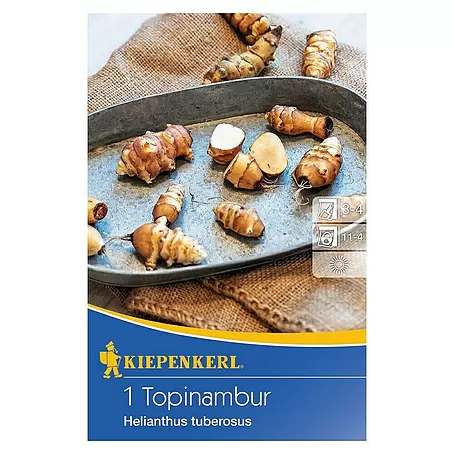 Kiepenkerl  Gemüsesamen Topinambur
