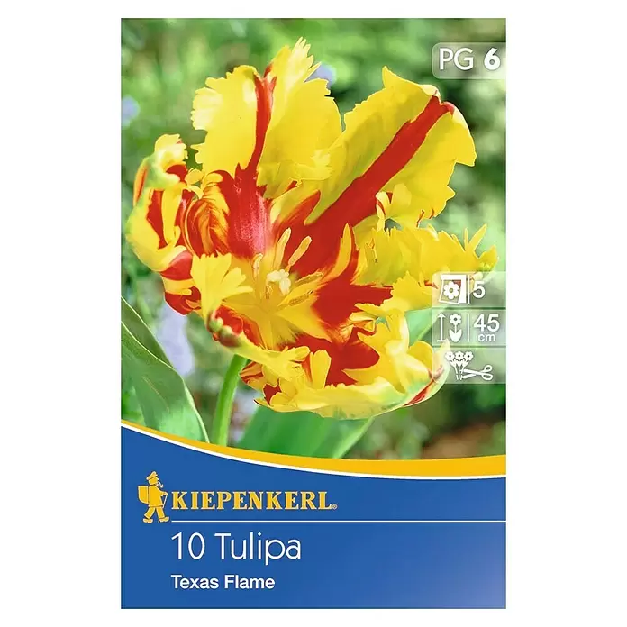 Kiepenkerl Frühlingsblumenzwiebeln Tulpe 'Texas Flame' - Tulipa hybride, 10 Stk. - Vorderansicht