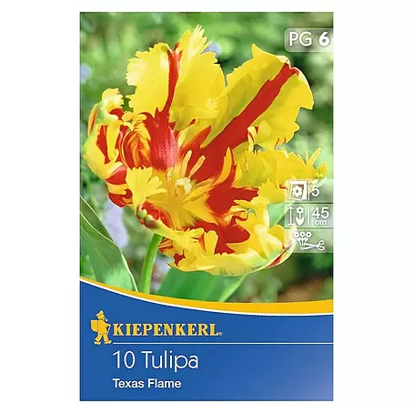 Kiepenkerl  Frühlingsblumenzwiebeln Tulpe 'Texas Flame'