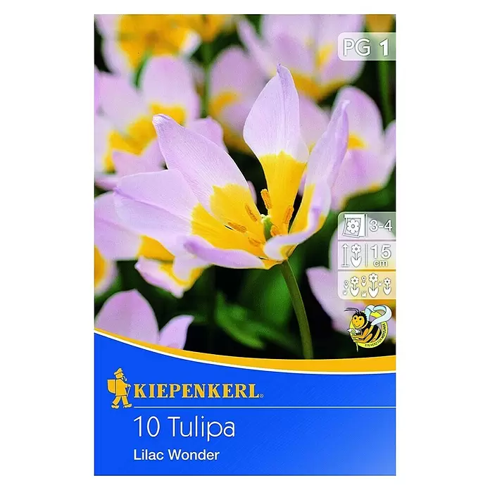 Kiepenkerl Frühlingsblumenzwiebeln - Tulipa bakeri 'Lilac Wonder', 10 Stk. - Vorderansicht