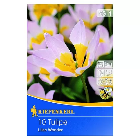 Kiepenkerl  Frühlingsblumenzwiebeln