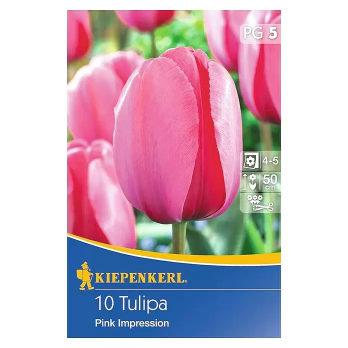 Kiepenkerl Frühlingsblumenzwiebeln Tulpe 'Pink Impression' - Tulipa hybride, 10 Stk. - Vorderansicht