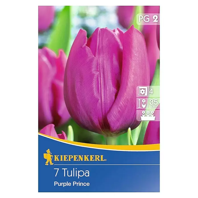 Kiepenkerl Frühlingsblumenzwiebeln Tulpe - Tulipa hybride, 7 Stk. - Vorderansicht