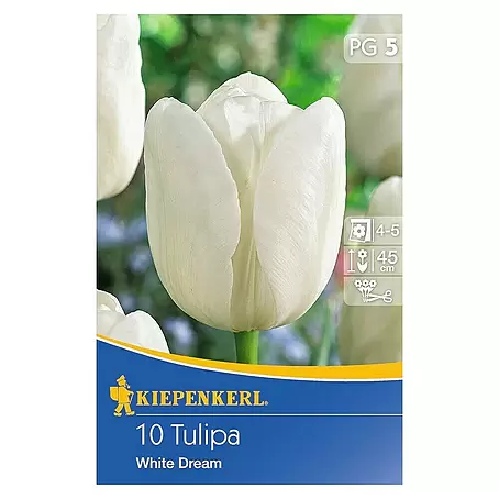 Kiepenkerl  Frühlingsblumenzwiebeln Tulpe