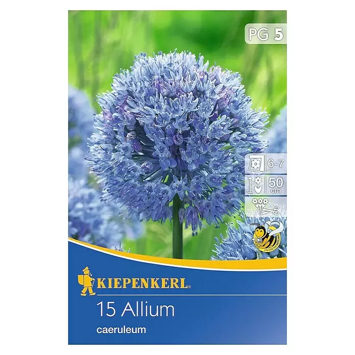 Kiepenkerl Frühlingsblumenzwiebeln Zierlauch - Allium caeruleum, 15 Stk. - Vorderansicht