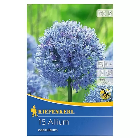 Kiepenkerl  Frühlingsblumenzwiebeln Zierlauch