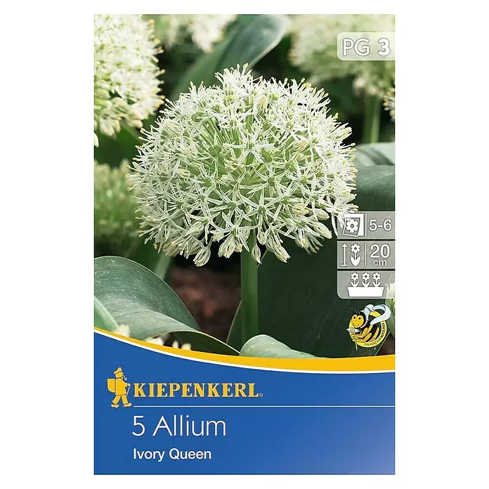 Kiepenkerl Frühlingsblumenzwiebeln Zierlauch 'Ivory Queen' - Allium, 5 Stk. - Vorderansicht