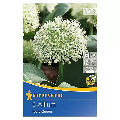 Kiepenkerl  Frühlingsblumenzwiebeln Zierlauch 'Ivory Queen'