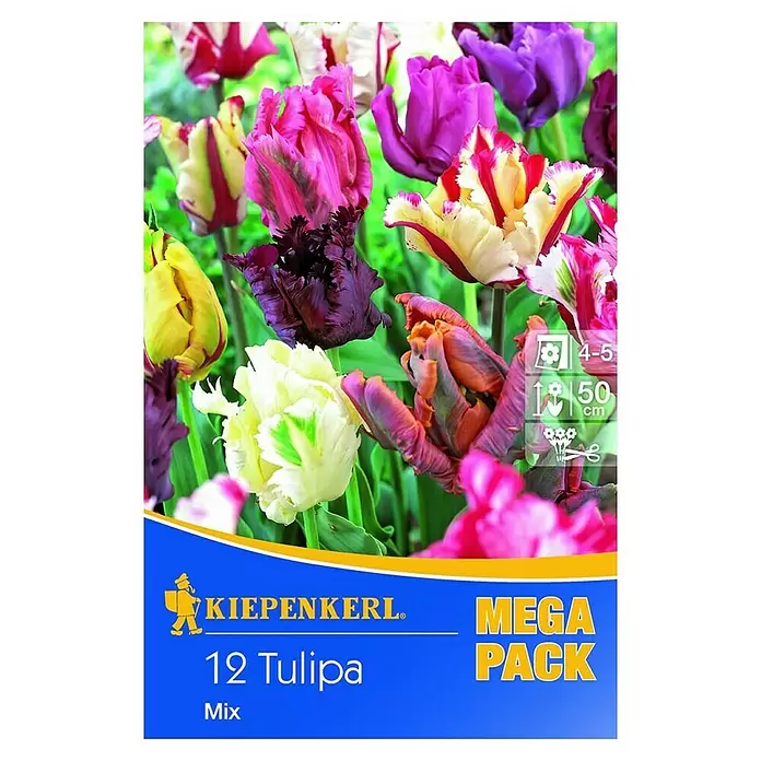 Kiepenkerl Frühlingsblumenzwiebeln Mega-Pack - Tulipa 'Papagei Mix', Bunt gemischt, Papageitulpen, 12 Stk. - Vorderansicht