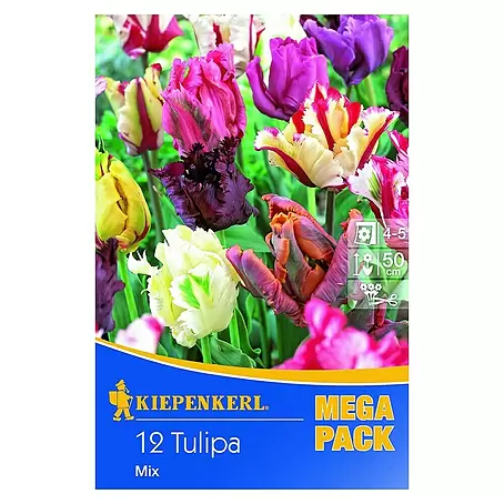 Kiepenkerl  Frühlingsblumenzwiebeln Mega-Pack
