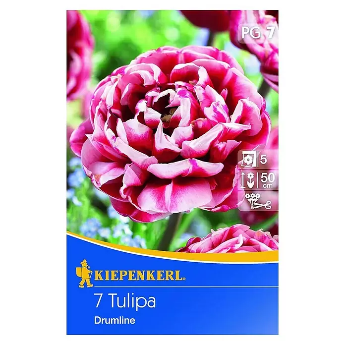 Kiepenkerl Frühlingsblumenzwiebeln - Tulipa 'Drumline', 7 Stk. - Vorderansicht