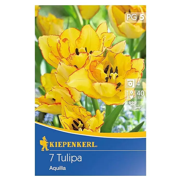 Kiepenkerl Frühlingsblumenzwiebeln Tulpe 'Aquilla' - Tulipa hybride, 7 Stk. - Vorderansicht