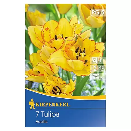 Kiepenkerl  Frühlingsblumenzwiebeln Tulpe 'Aquilla'