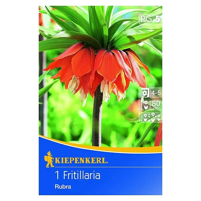 Kiepenkerl Frühlingsblumenzwiebeln Kaiserkrone - Fritillaria rubra, 1 Stk. - Vorderansicht
