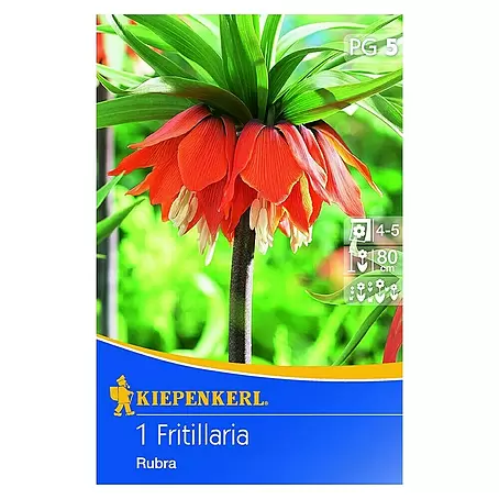 Kiepenkerl  Frühlingsblumenzwiebeln Kaiserkrone