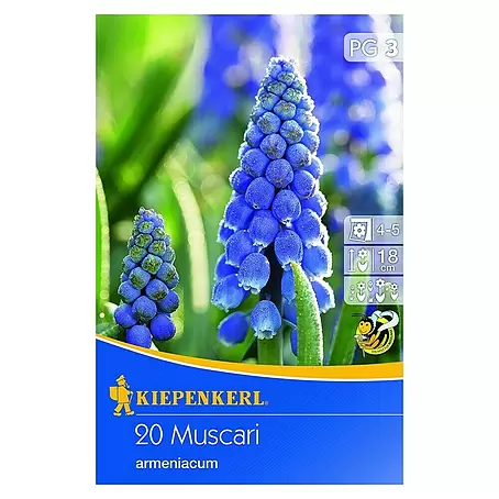 Kiepenkerl  Frühlingsblumenzwiebeln Traubenhyazinthe