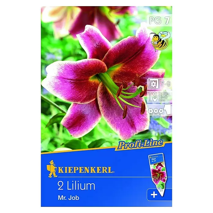 Kiepenkerl Sommerblumenzwiebeln Lilie 'Mr. Job' - Lilium x hybrida, 2 Stk. - Vorderansicht