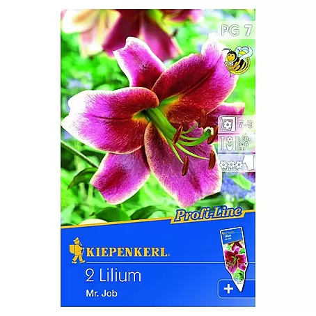 Kiepenkerl  Sommerblumenzwiebeln Lilie 'Mr. Job'