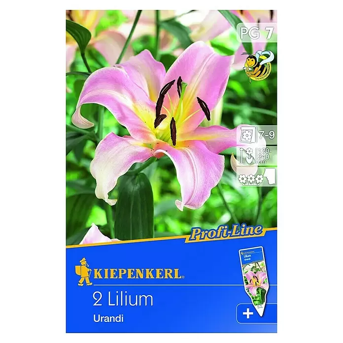 Kiepenkerl Sommerblumenzwiebeln Lilie 'Urandi' - Lilium x hybrida, 2 Stk. - Vorderansicht