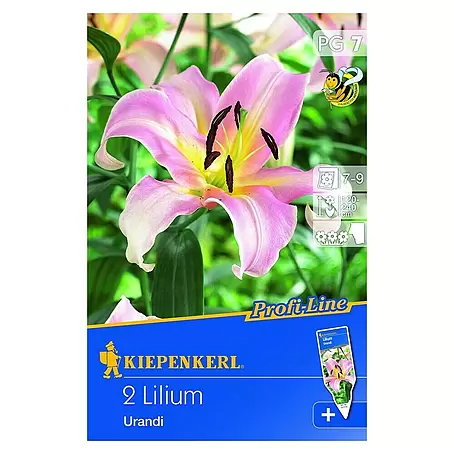 Kiepenkerl  Sommerblumenzwiebeln Lilie 'Urandi'