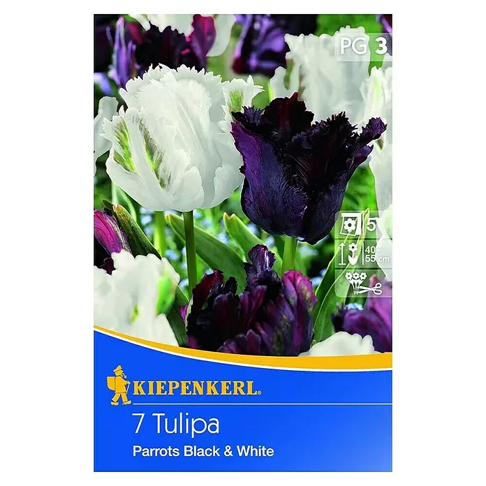 Kiepenkerl Frühlingsblumenzwiebel-Mix - Tulipa 'Parrots Black & White', 7 Stk. - Vorderansicht
