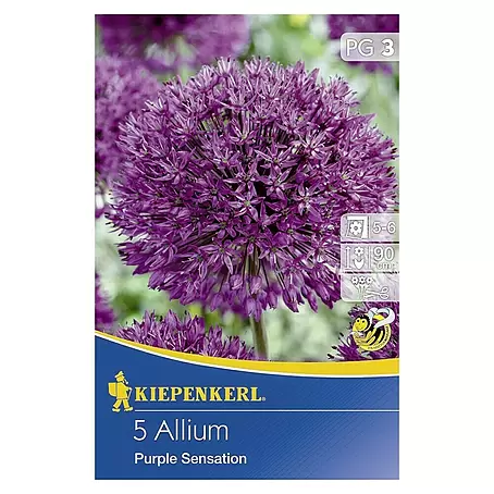 Kiepenkerl  Frühlingsblumenzwiebeln Zierlauch 'Purple Sensation'